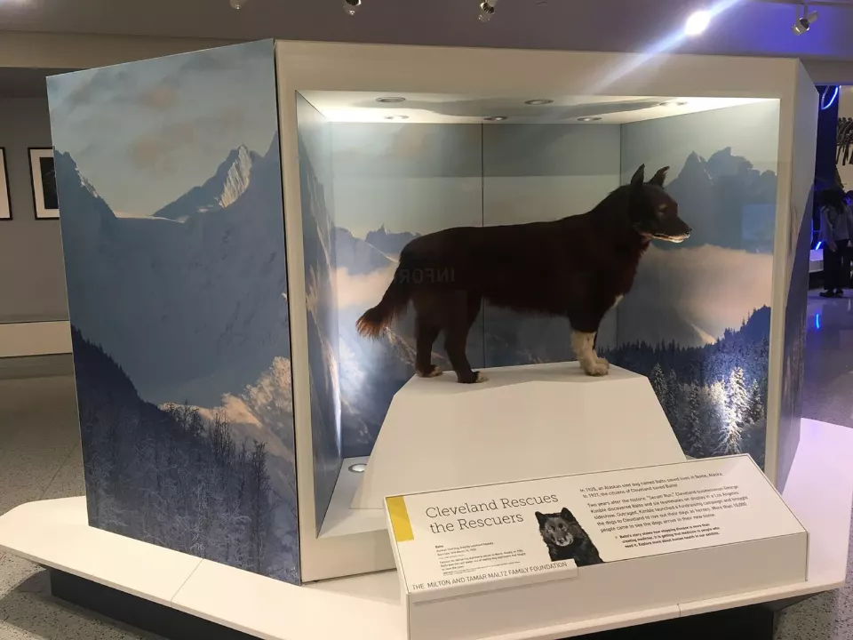 Cam vitrin içinde sergilenen siyah tüylü bir kızak köpeği