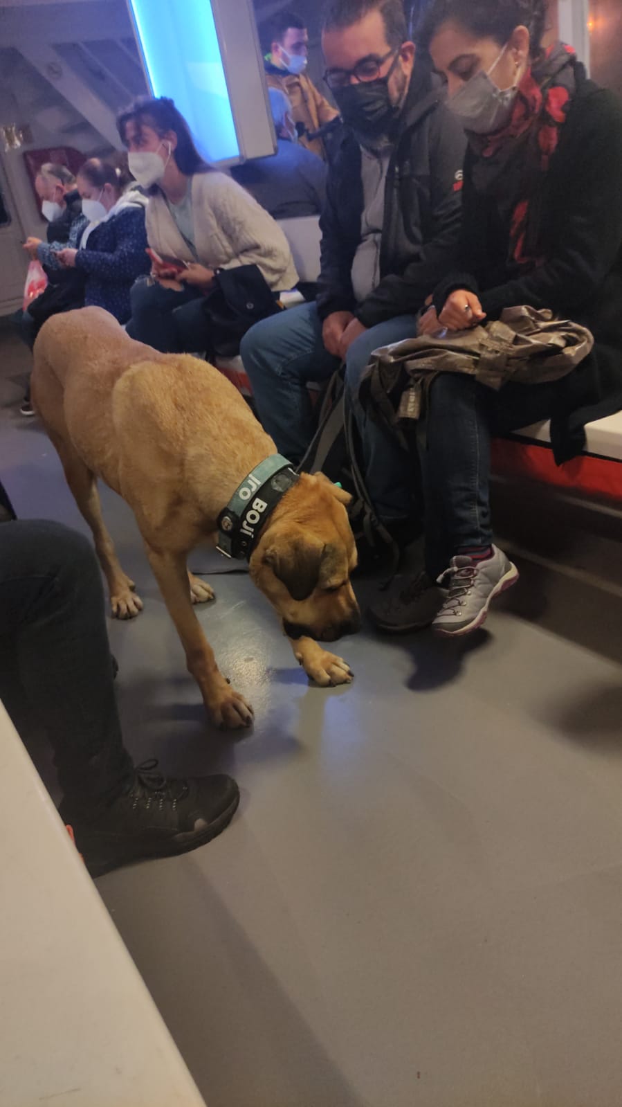 Altın kahverengi tüylü iri bir sokak köpeği bir toplu taşıma aracının zemininde