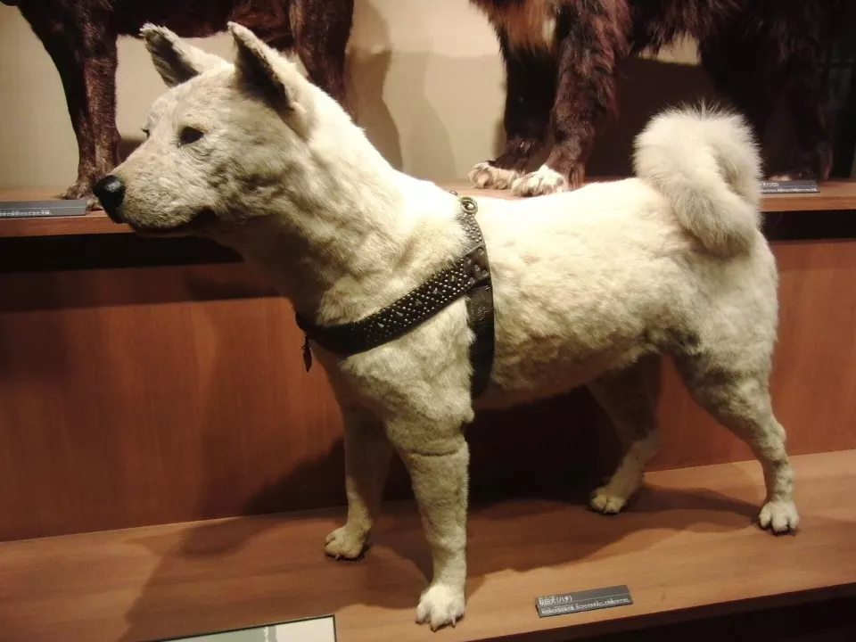 Cam vitrin içinde ayakta duran beyaz tüylü bir köpek