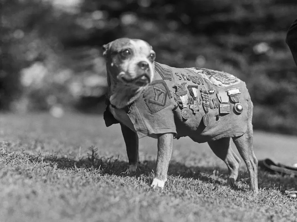 Üzerinde madalyalar ve işlemeler olan bir örtü giymiş, kısa tüylü, alacalı küçük bir köpek