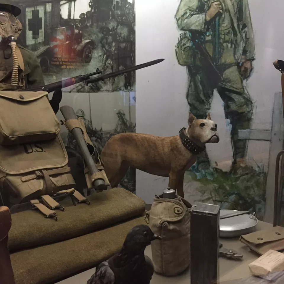 Müze vitrininde, madalyalı örtüsüyle duran doldurulmuş bir köpek ve yanında bir güvercin
