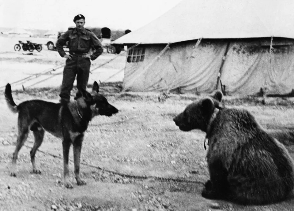 Bir askerin yanında karşı karşıya duran boz ayı ve köpek